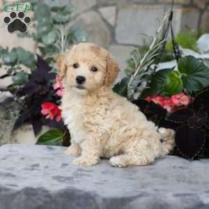 Charlie, Bich-Poo Puppy